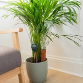 Terracotta Spikes - 4 large