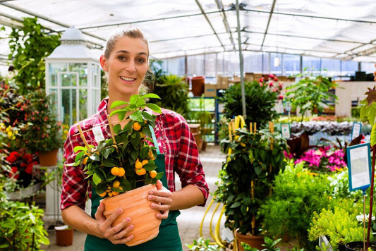 The Best Indoor Plants For Beginners: Easy-To-Care-For Options