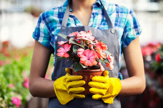 How To Care For Indoor Plants In Winter