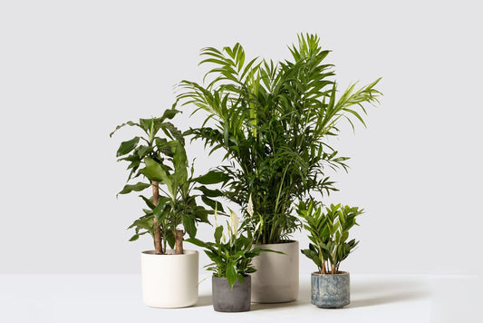 10 Great Indoor Plants For Your Home